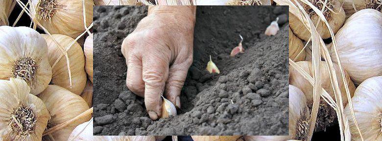 comment planter ail rose